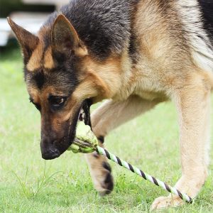 Corda Intrecciata per Cani Gioco Tira e Molla